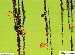 In this ferrogram, ferrous particles are aligned along magnetic fields. In this ferrogram, ferrous particles are aligned along magnetic fields.