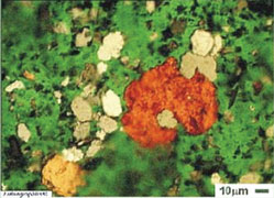Particles collect at random on a filtergram. Particles collect at random on a filtergram.