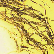 Non ferrous corrosion Non ferrous corrosion