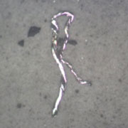 Wire or curl shaped Wire or curl shaped