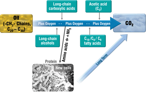 The biodegradation process The biodegradation process