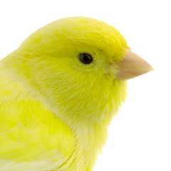 Lube tips bird