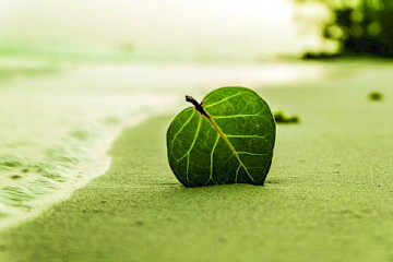 Biodegradability 1