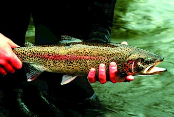 Aqueous toxicity trout