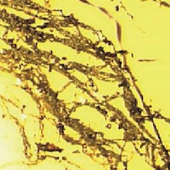 Pitfall oil