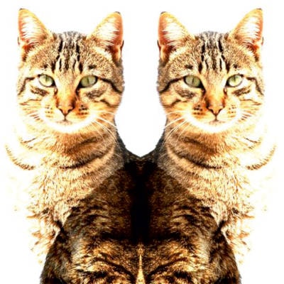 Lubrication program cats