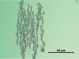 Figure 2. Particles aligned on the ferrogram to the magnetic field 