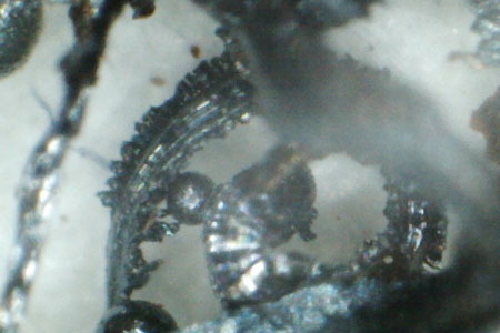 Cutting wear particles (top) are generally indicative of hard, solid contaminants. A spherical wear particle is typically seen from fatigue cracks in rolling-element bearings.